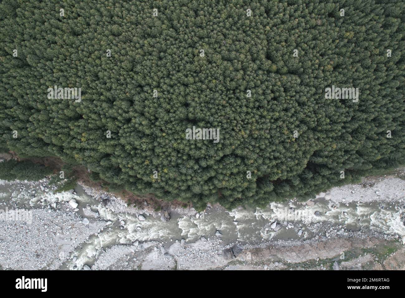 An aerial top view of green forest trees in rural Manali, India Stock