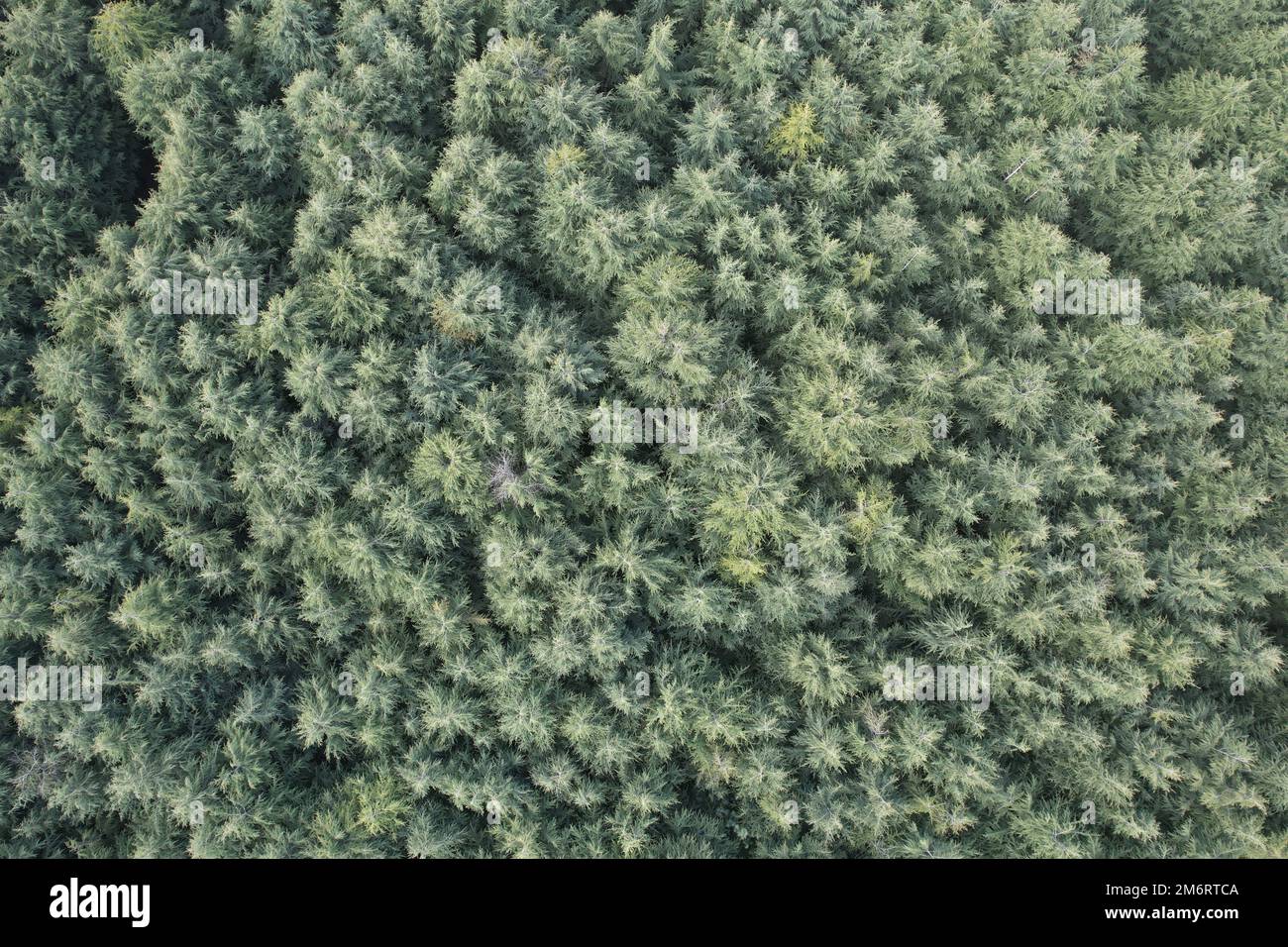 An aerial top view of green forest trees in rural Manali, India Stock