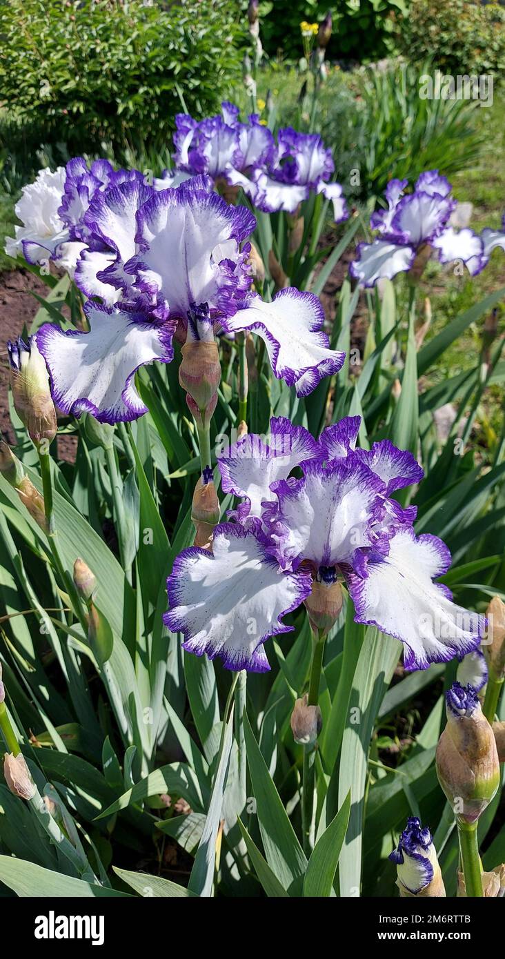 Irises are wonderful garden plants. The word Iris means rainbow. Irises