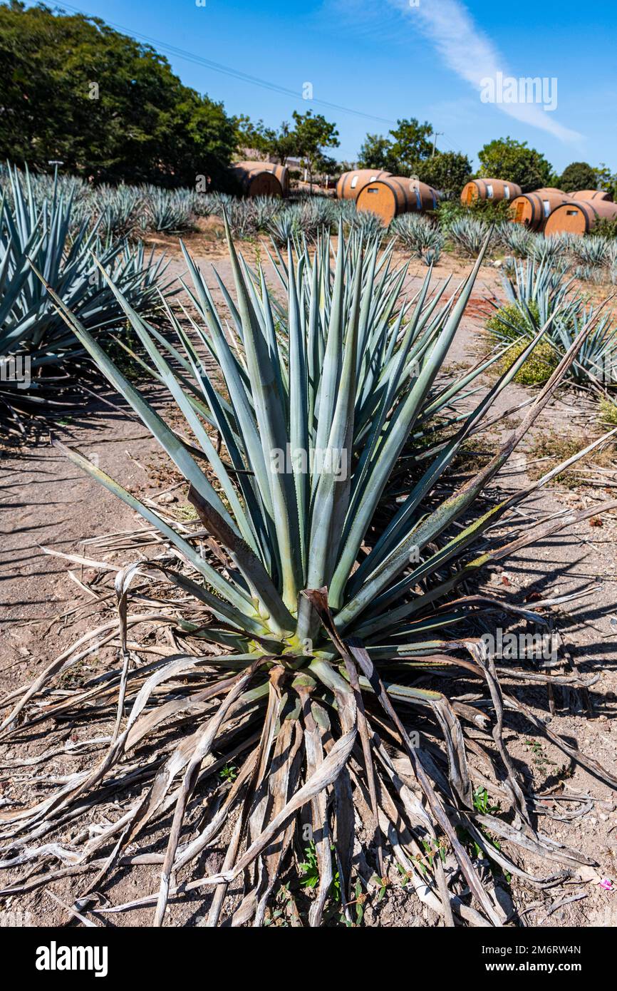 Hotel rooms in the form of a Tequila barrel in an blue agave field