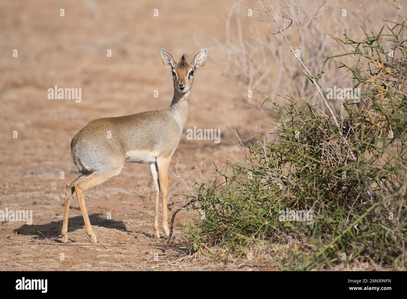 Kirk's dikdik (Madoqua kirkii Stock Photo Alamy