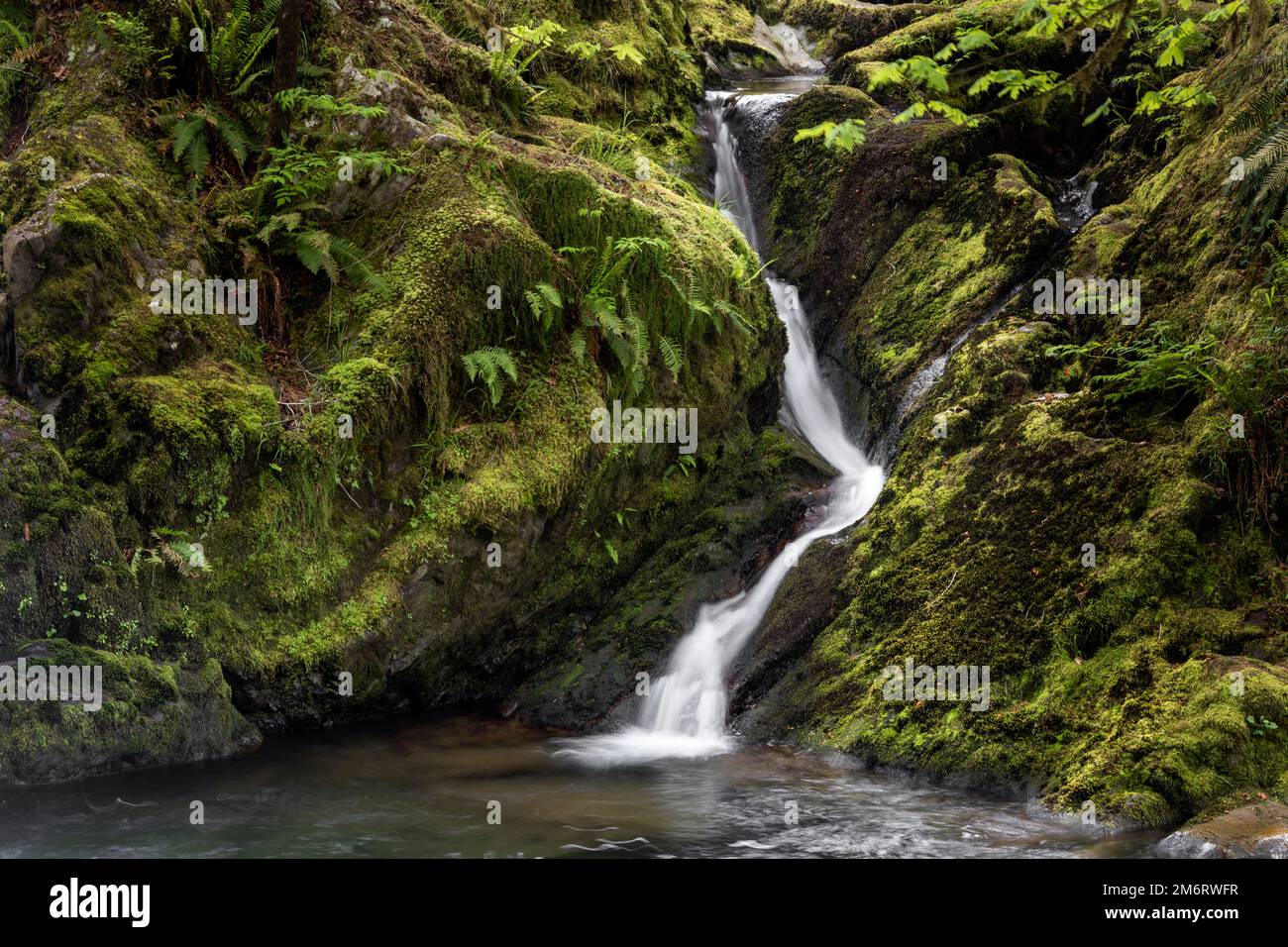 WA20846-00..... WASHINGTON - Small waterfall at Falls Creek in the Quinault Valley, Olympic National Forest. Stock Photo