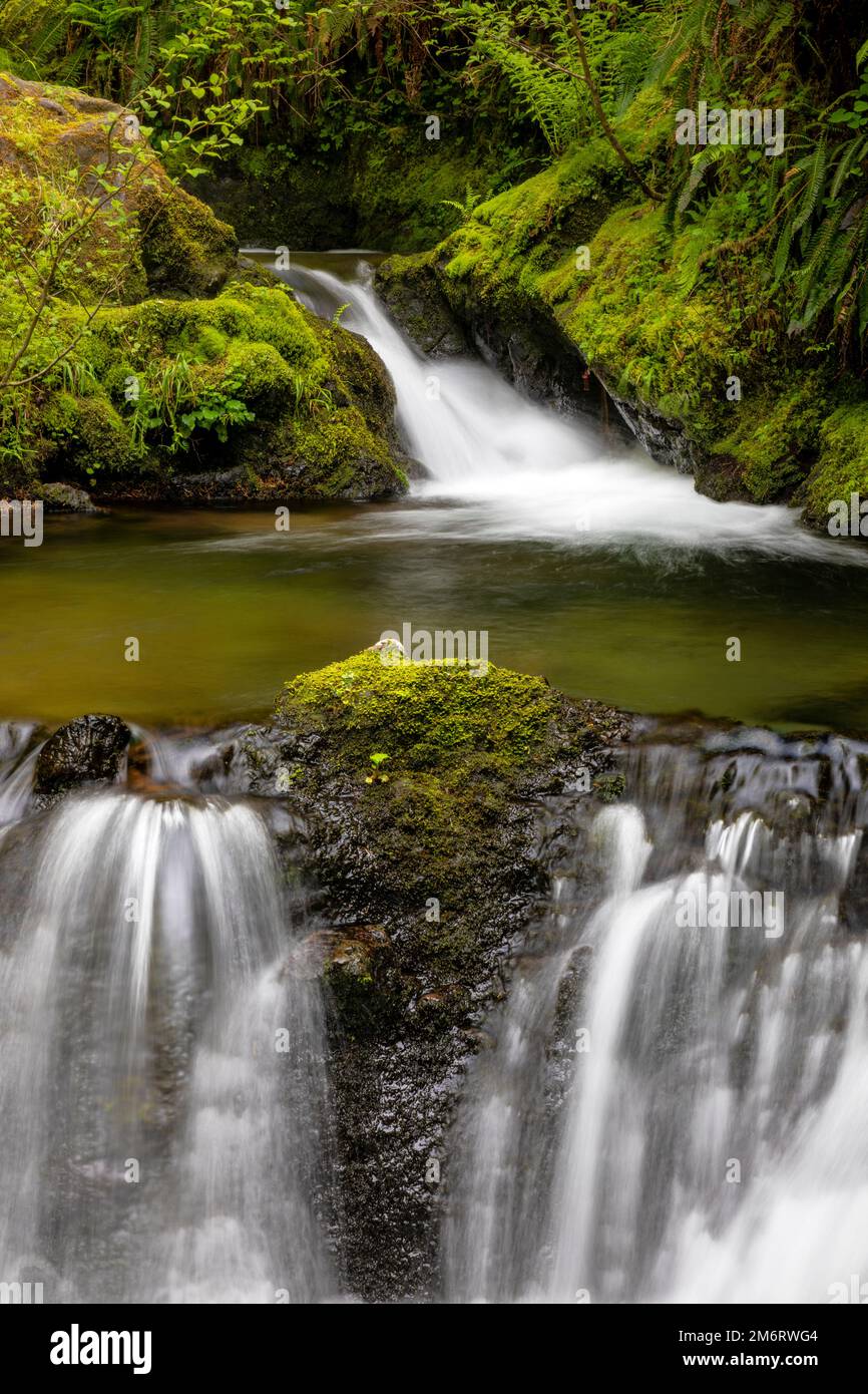 WA20848-00..... WASHINGTON - Cascade Creek Falls in the Quinault Valley, Olympic National Forest. Stock Photo