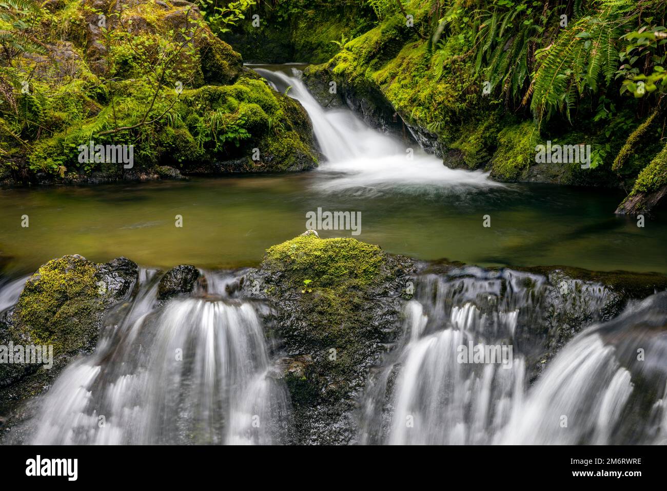 WA20849-00..... WASHINGTON - Cascade Creek Falls in the Quinault Valley, Olympic National Forest. Stock Photo