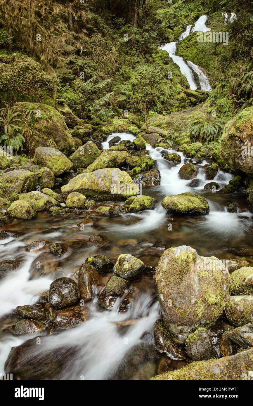 WA20850-00..... WASHINGTON - Merriman Falls in the Quinault Valley, Olympic National Park. Stock Photo