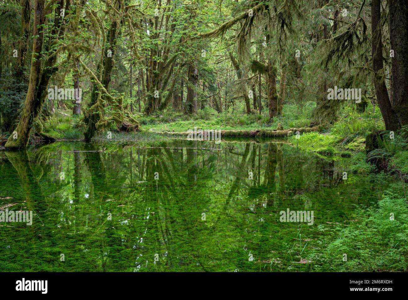 quinault-rainforest-washington-usa-hi-res-stock-photography-and-images