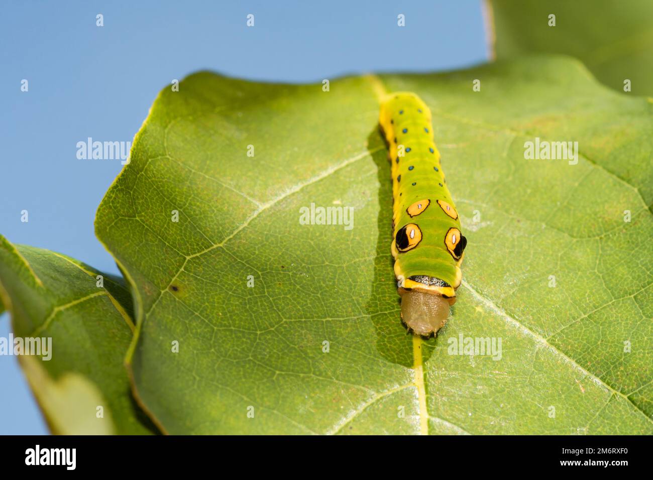 Spicebush Swallowtail Caterpillar - Papilio troilus Stock Photo