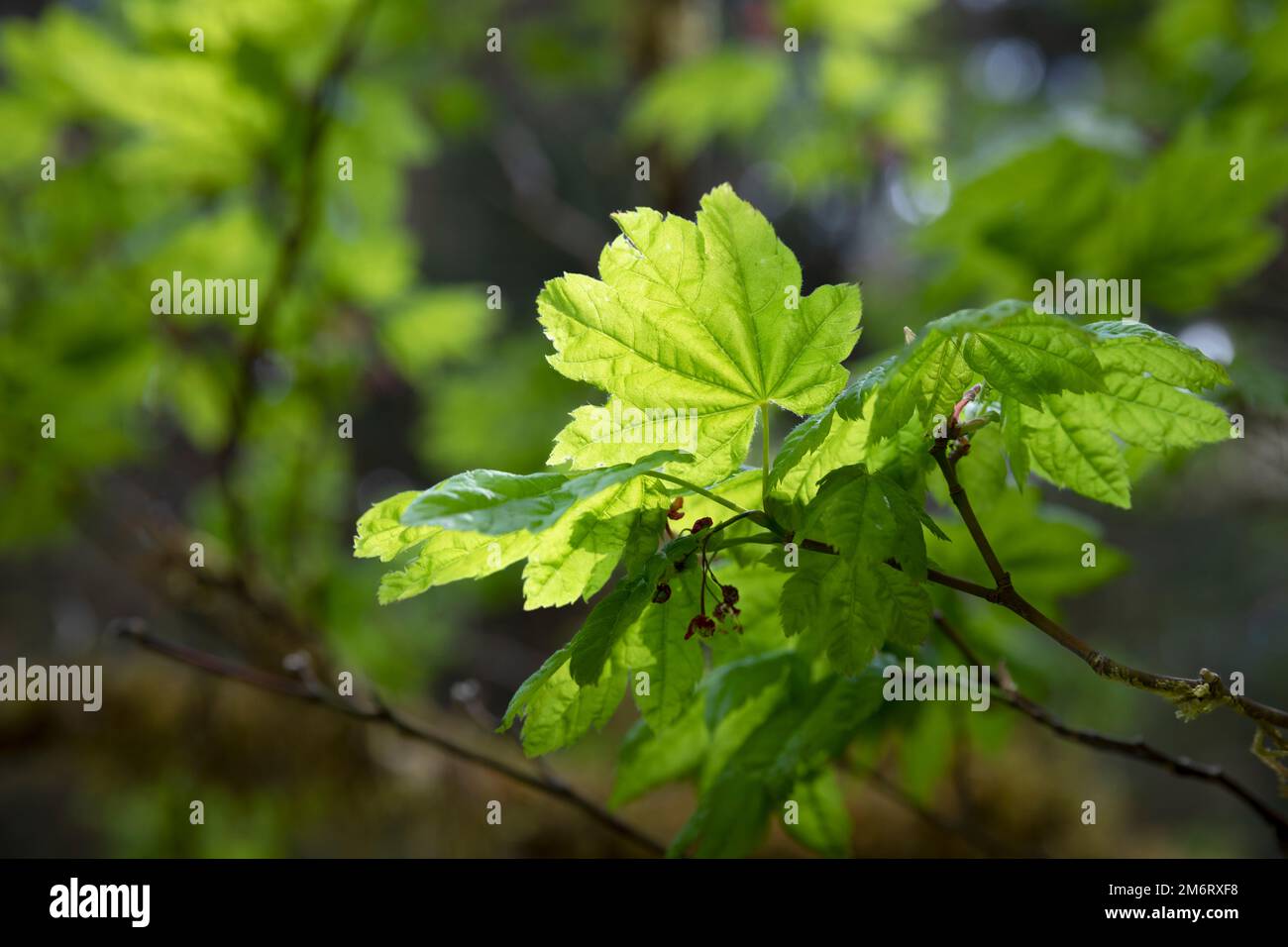 WA20865-00....WASHINGTON - Vine maple leaf in spring. Hoh Rainforest, Olympic National Park. Stock Photo