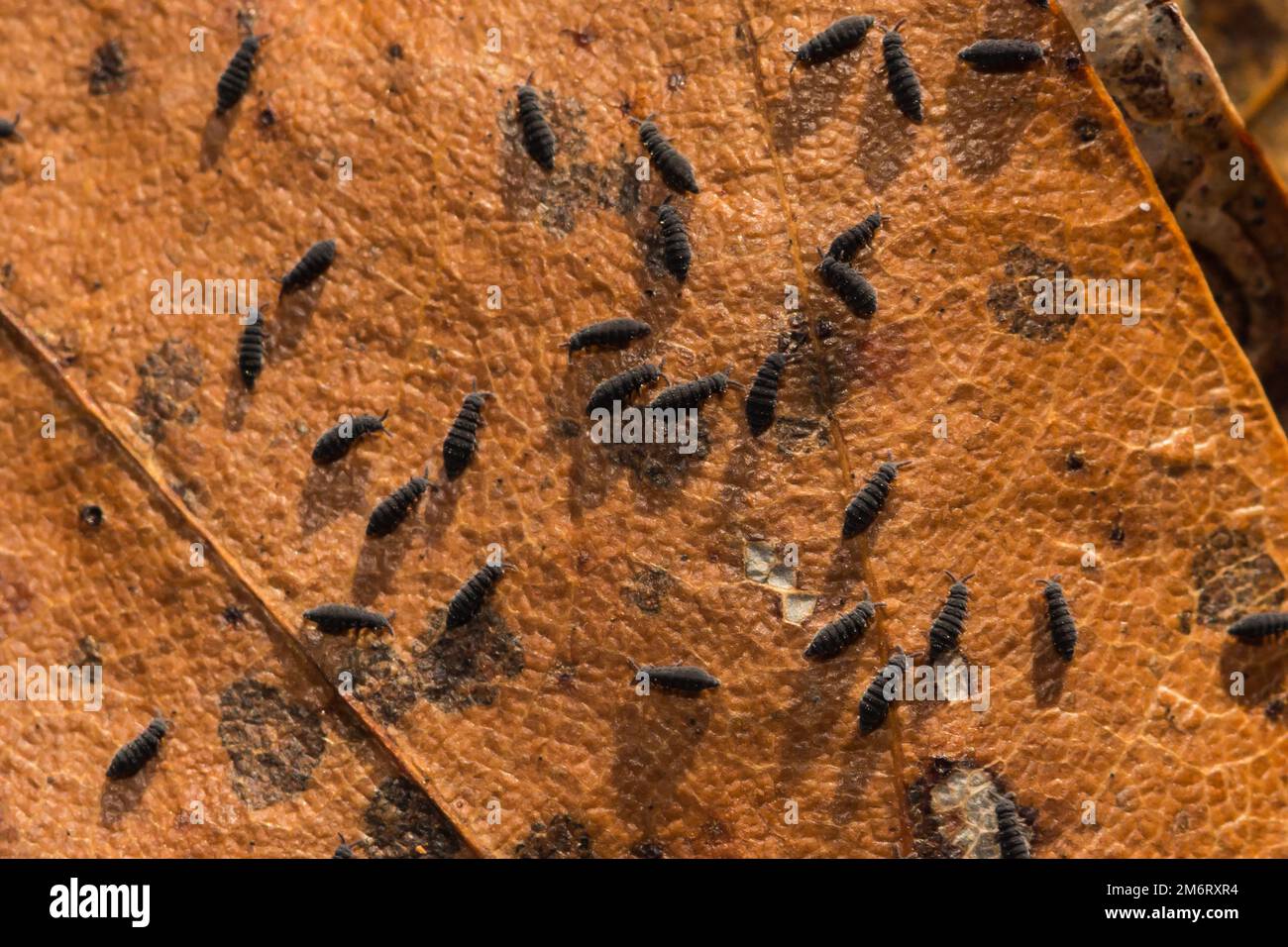 Snow Fleas or Winter Springtails - Hypogastrura nivicola Stock Photo