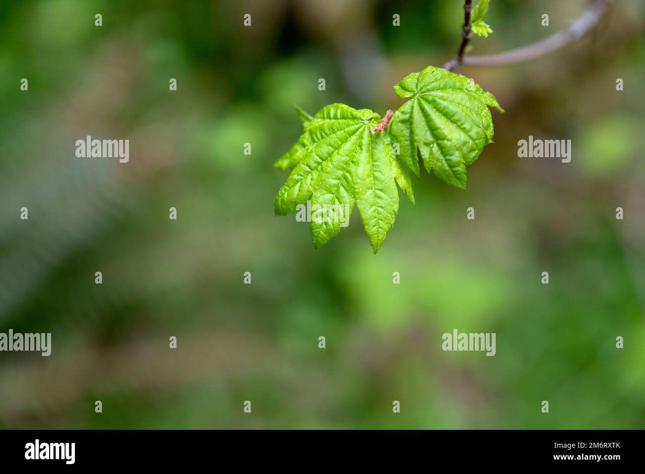 Large leaf maple tree hi-res stock photography and images - Alamy