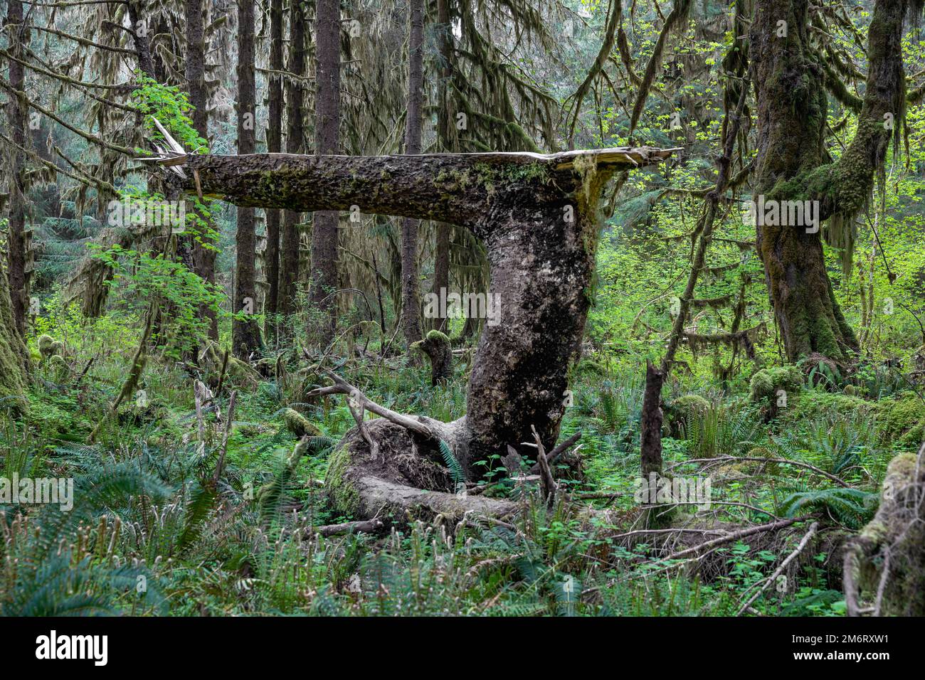 WA20870-00..... WASHINGTON - Broken branch  in the Hoh Rainforest, Olympic National Park. Stock Photo
