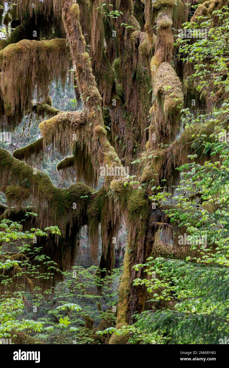 WA20874-00..... WASHINGTON - Moss covered trees in the Hoh Rainforest, Olympic National Park. Stock Photo