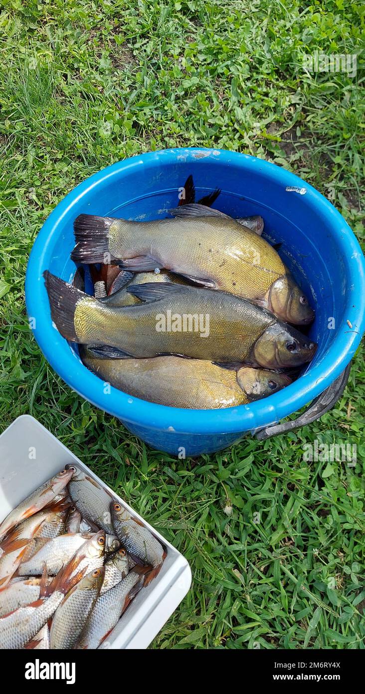 Tench fish in a bucket. Roach in a box. Catch of fish. Fishing. Stock Photo