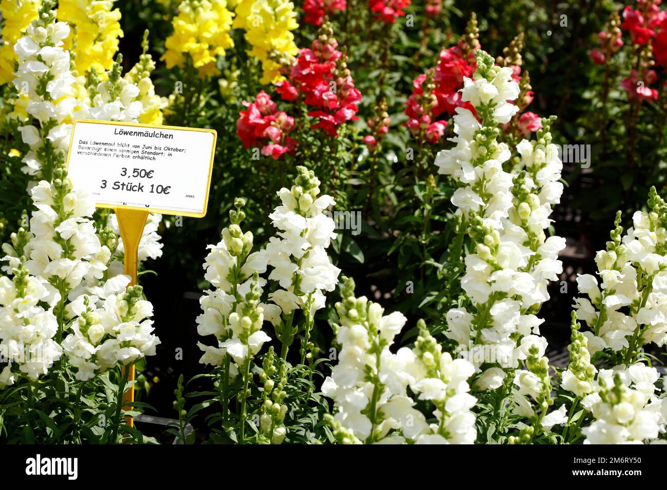Common snapdragon (Antirrhinum majus) with price tag at a flower market, Germany Stock Photo