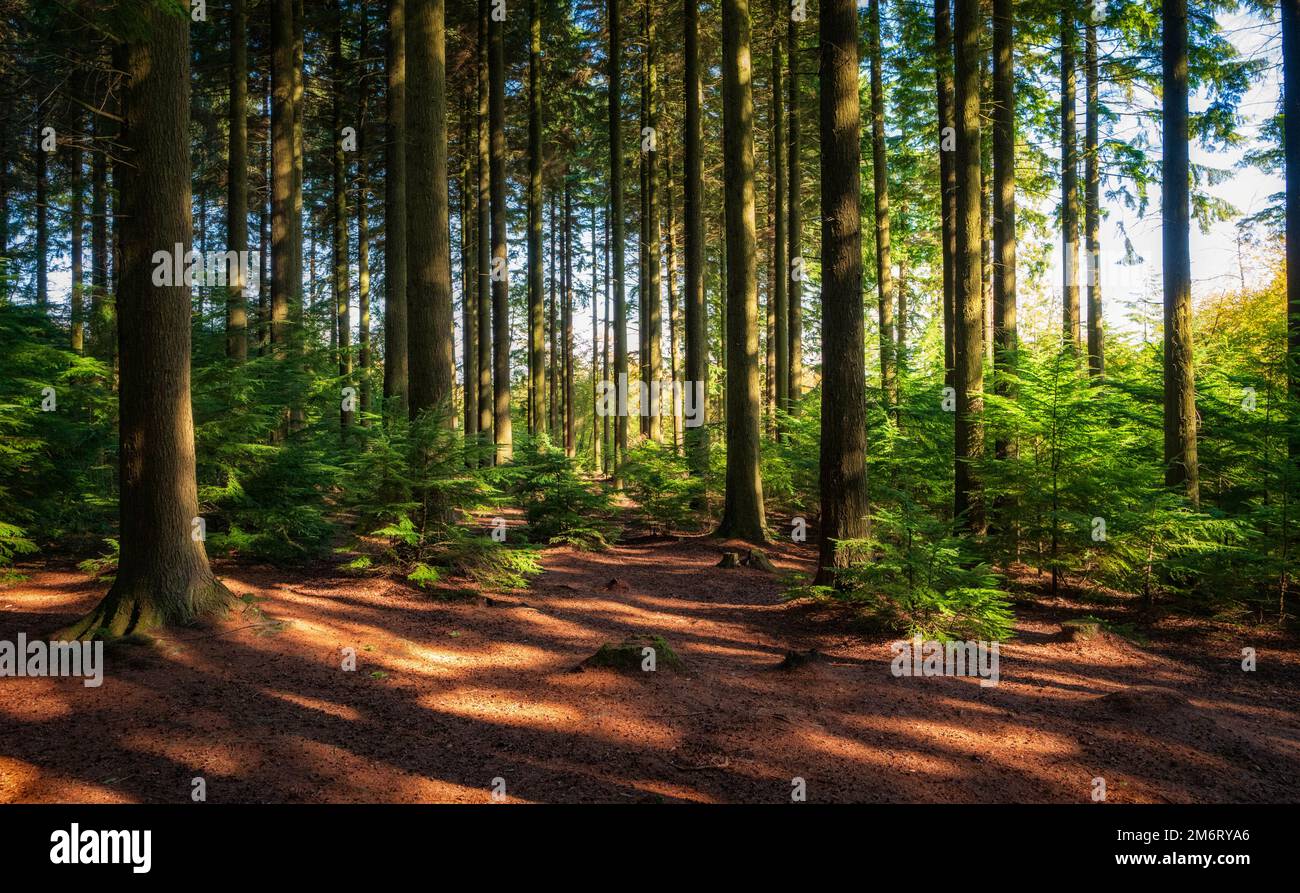 Plantation of Douglas Fir trees in Abbeyford Woods, near Okehampon, Devon, UK. Stock Photo