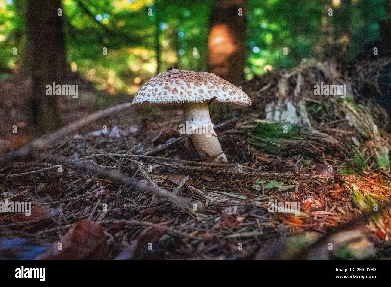 Blusher mushroom (Amanita rubescens) seen in Abbeyford Woods, near Okehampton, Devon, UK. Stock Photo
