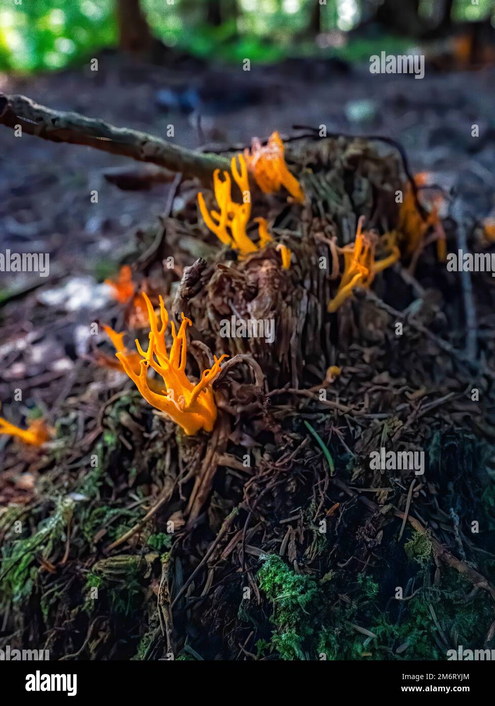 Jellyantler (Calocera viscosa), also known as yellow stagshorn is a