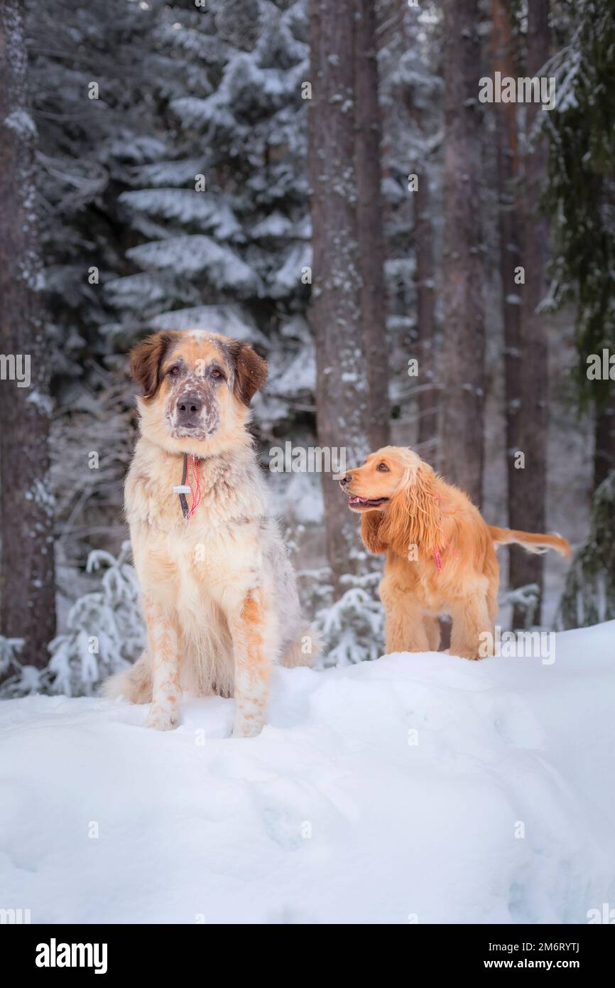 Two dogs sitting in white snow forest Stock Photo - Alamy