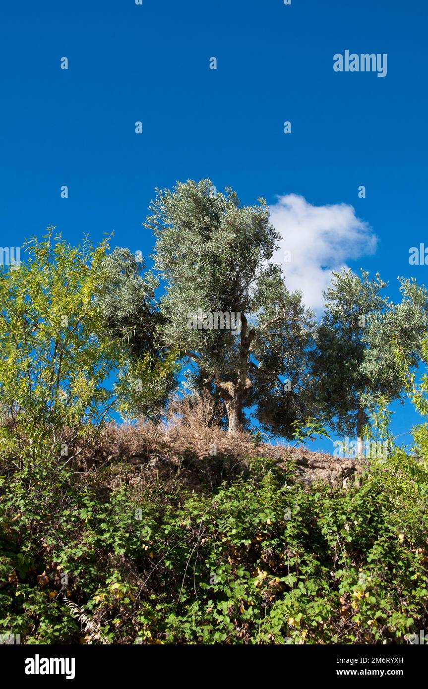 Olive tree in spring, Calaceite, Matarraña Region, Teruel, Aragon Community, Spain Stock Photo