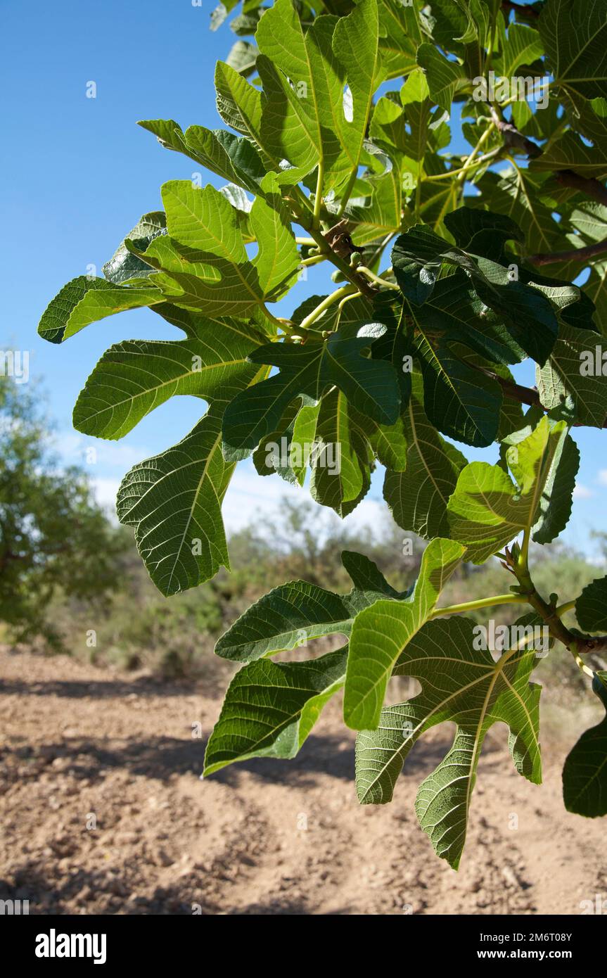 Fig tree in an almond grove, Calaceite, Matarraña Region, Teruel, Aragon Community, Spain, Stock Photo