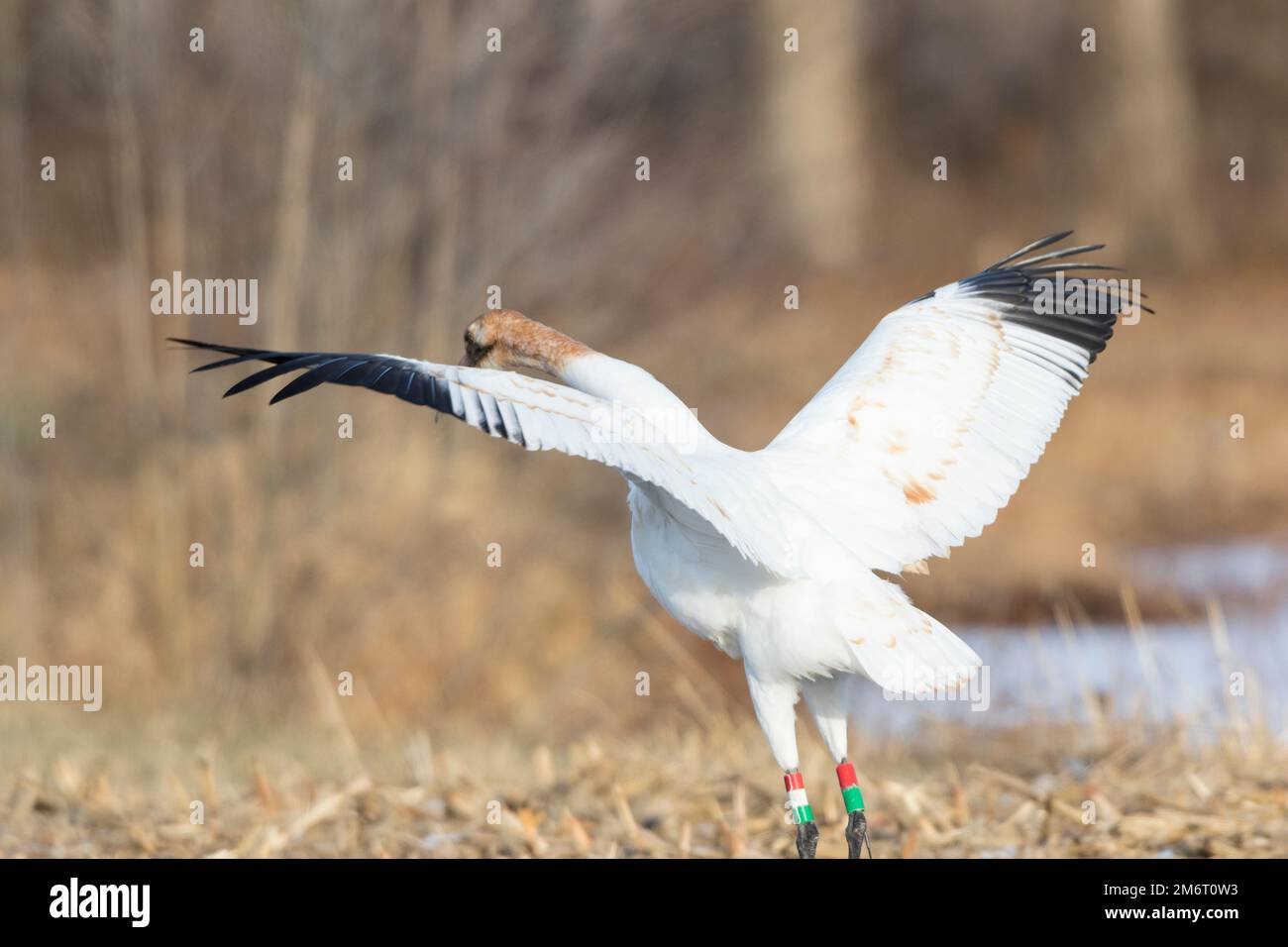 00881-00320 Whooping Crane (Grus americana) Federally endangered species feeding Effingham Co. IL Stock Photo