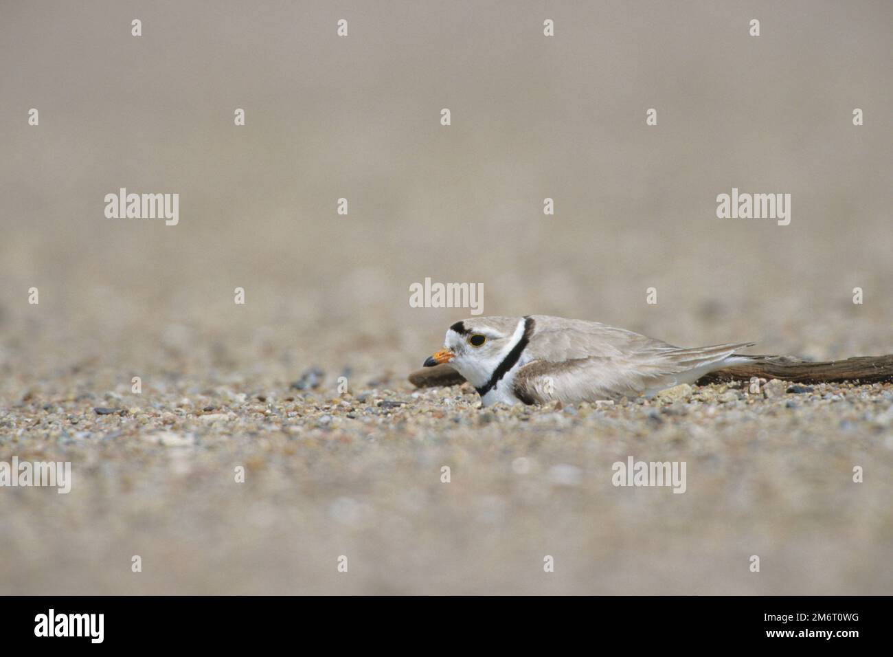 00890-00103 Piping Plover (Charadius melodus) incubating on sand bar on Missouri River near Yankton  SD Stock Photo