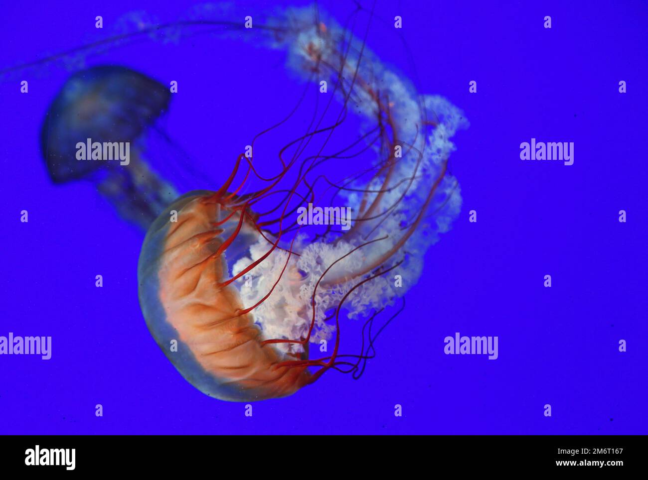 Box jellyfish hawaii hires stock photography and images Alamy