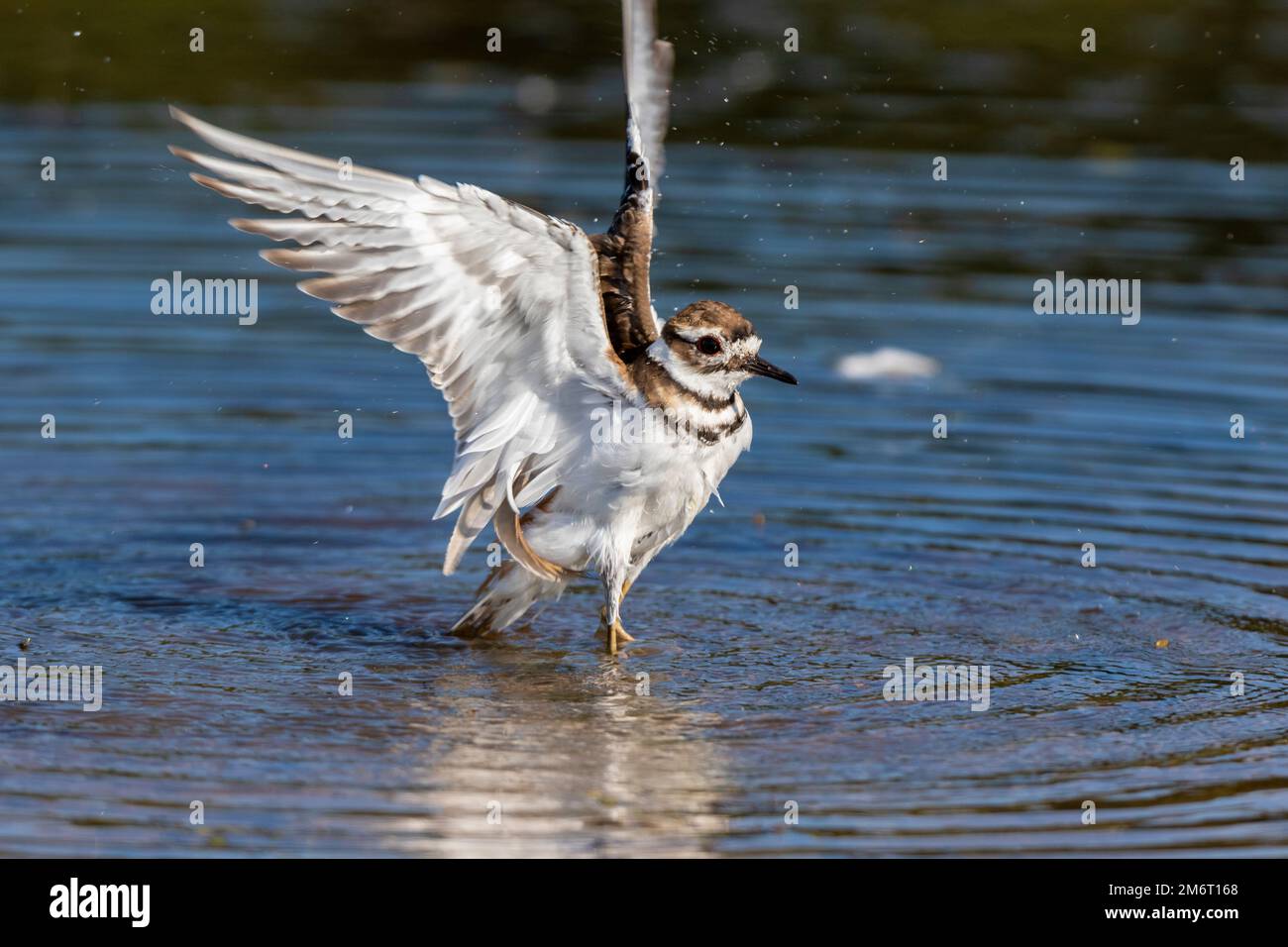00895-02210 Killdeer (Charadrius vociferus) flapping wings in wetland Marion Co. IL Stock Photo