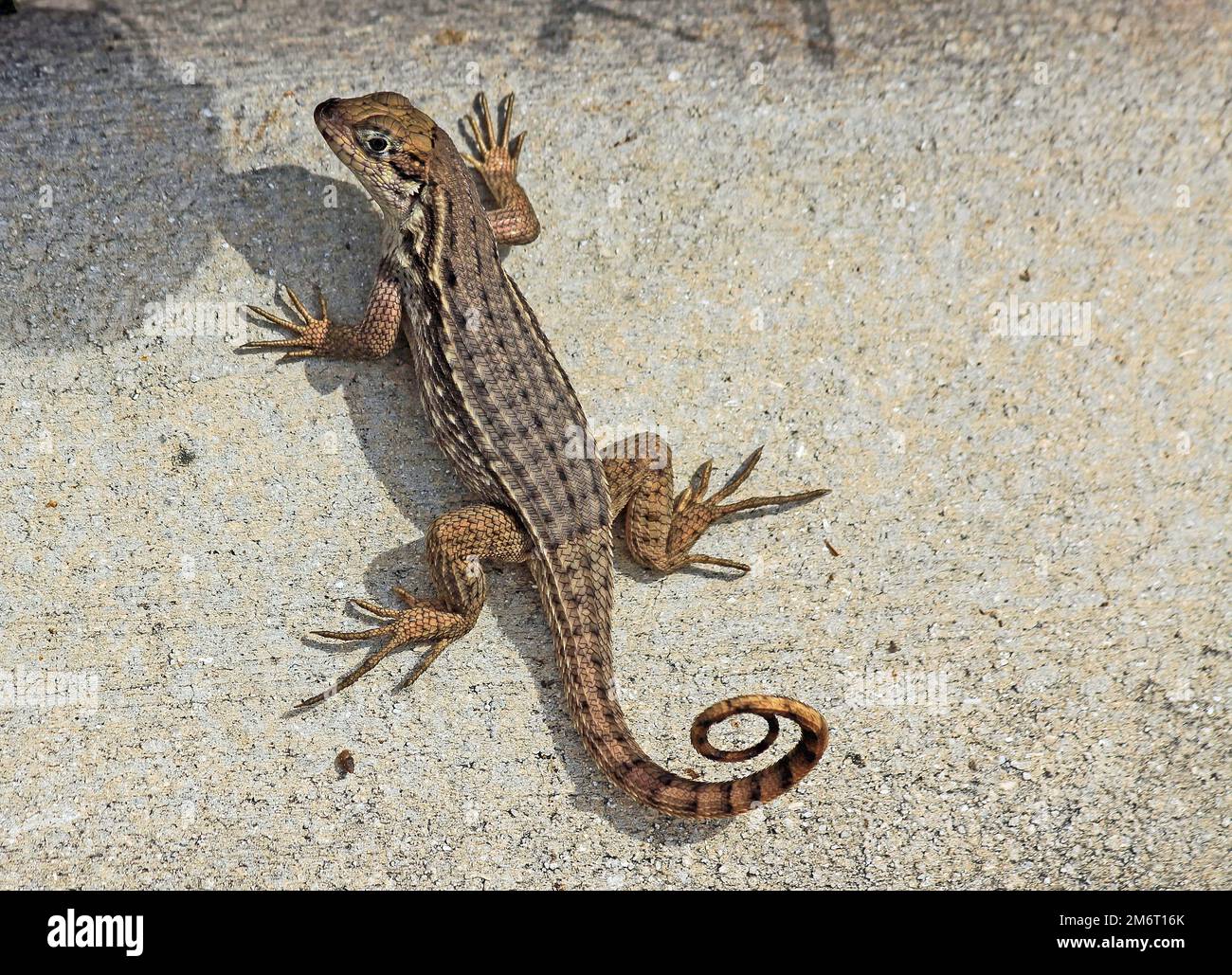 Eastern fence lizard Stock Photo Alamy