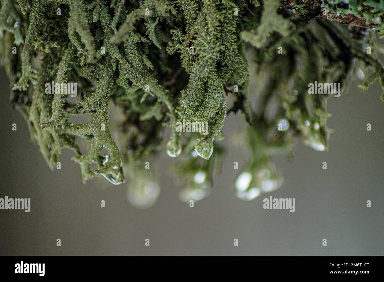 Close up of raindrops on green lichen Stock Photo