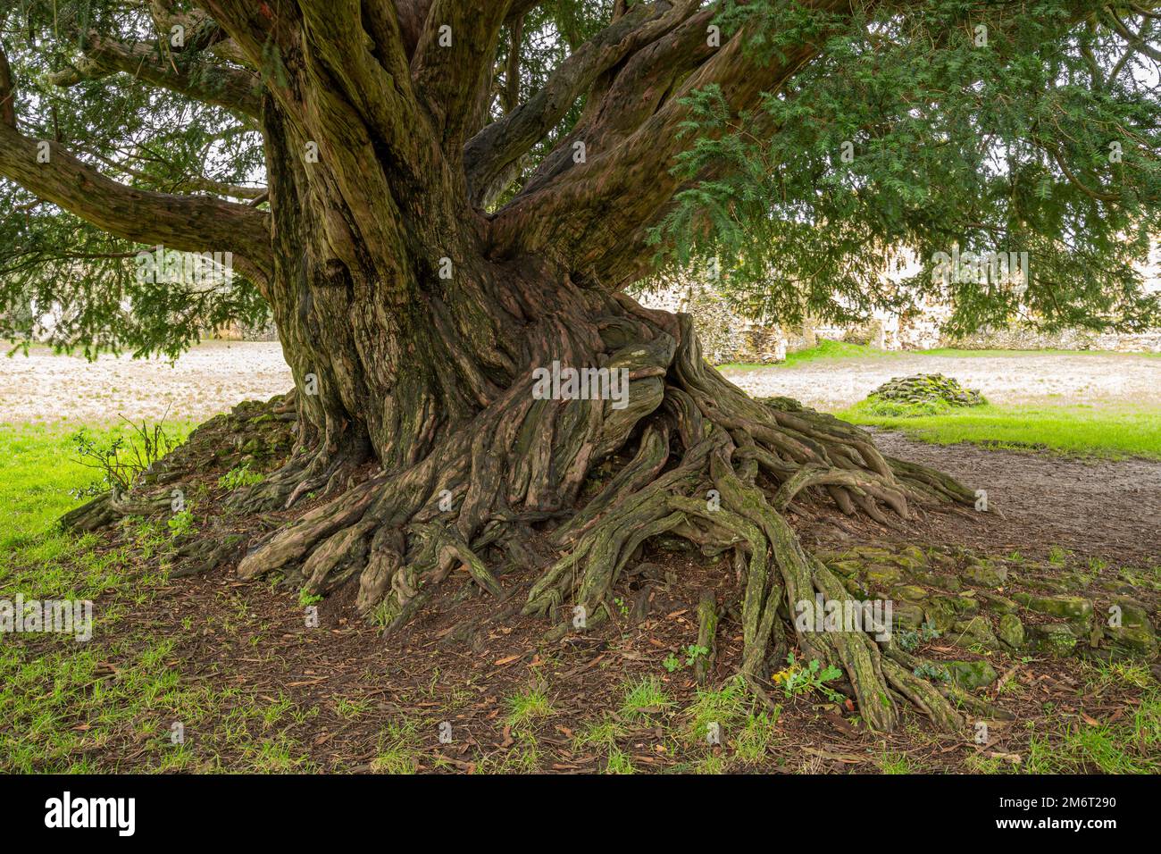 The Waverley Abbey Yew An Ancient Yew Tree Voted 2022 Tree Of The Year In Surrey England Uk 2M6T290 