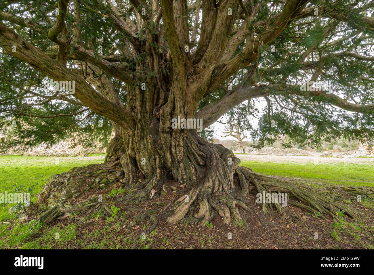 The Waverley Abbey yew, an ancient yew tree voted 2022 tree of the Year in Surrey, England, UK Stock Photo