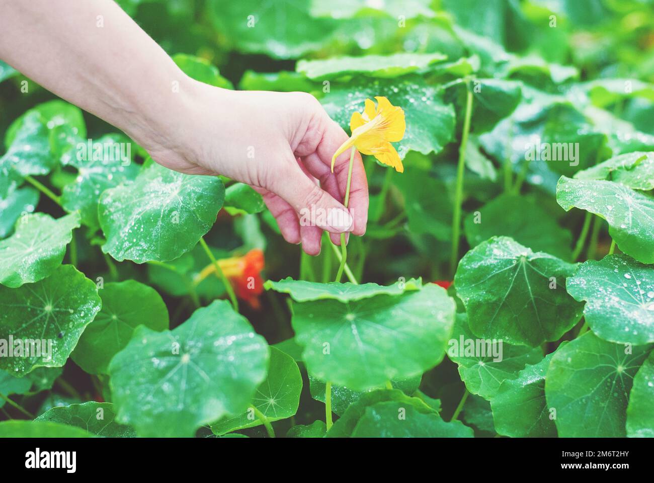 Hand picking nasturtium, nasturtium flowers and leaves harvesting, Tropaeolum Majus in organic homestead garden Stock Photo