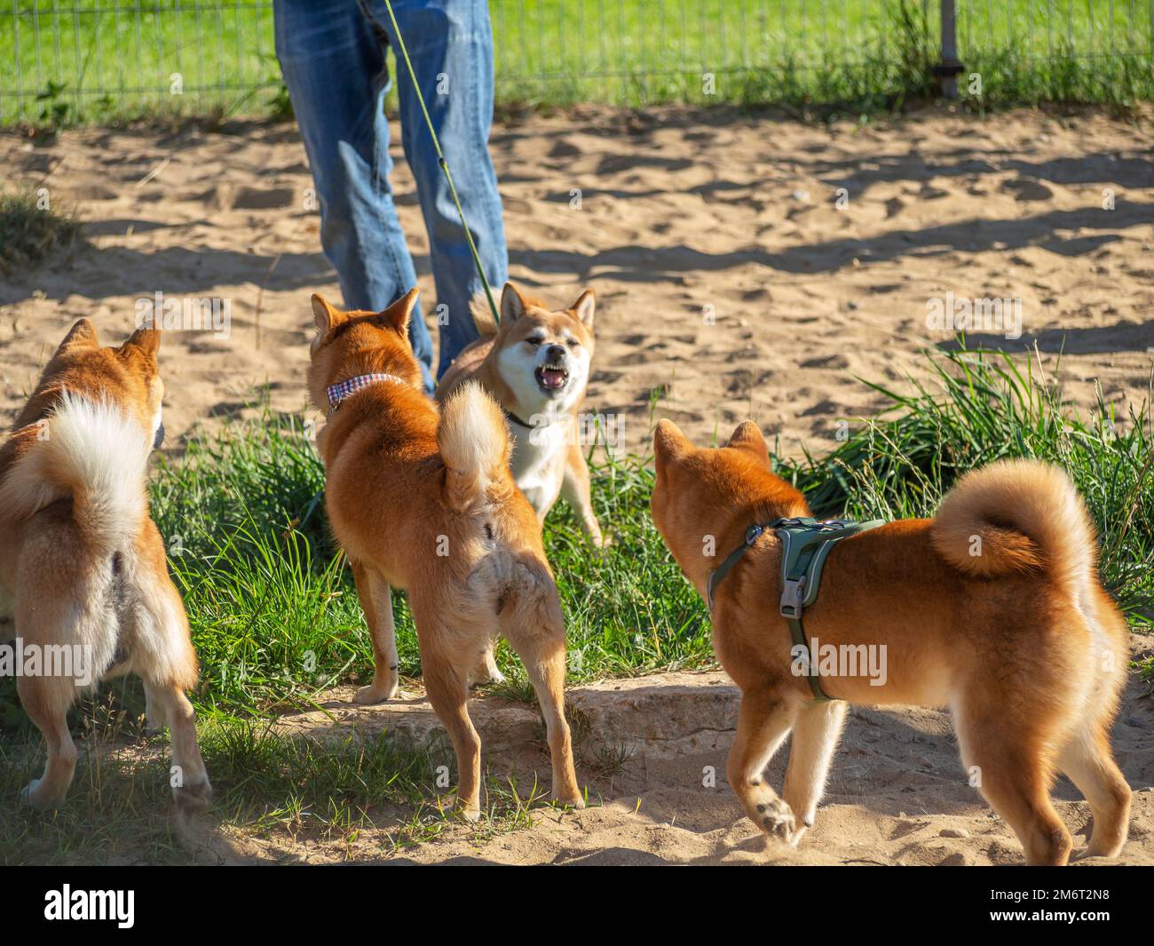 Shiba Inu plays on the dog playground in the park. Cute dog of shiba inu breed walking at nature in summer. walking outside.  Stock Photo