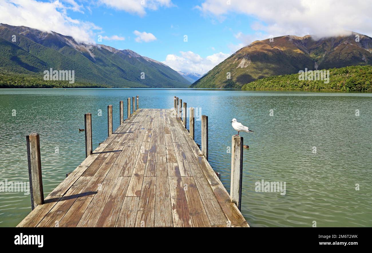 Black-billed gull on the pier - Nelson Lakes National Park, New Zealand Stock Photo