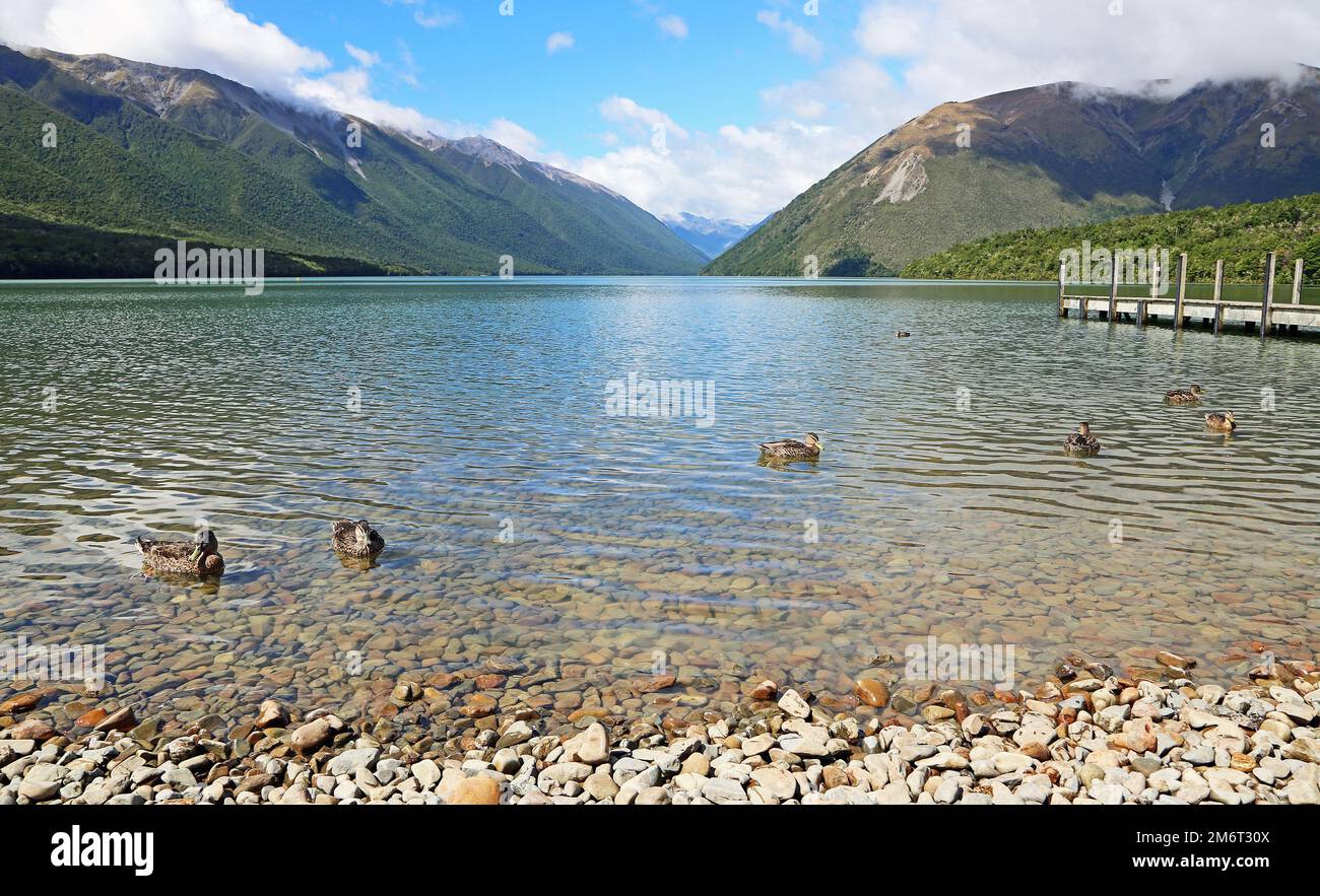 Ducks on Rotoiti Lake - Nelson Lakes National Park, New Zealand Stock Photo