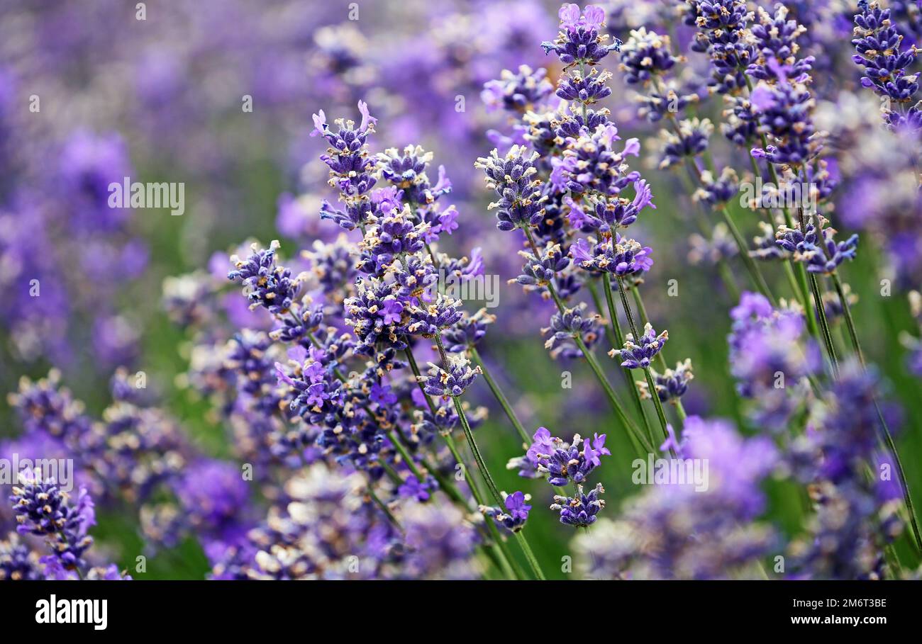 Lavender flowers New Zealand Stock Photo Alamy