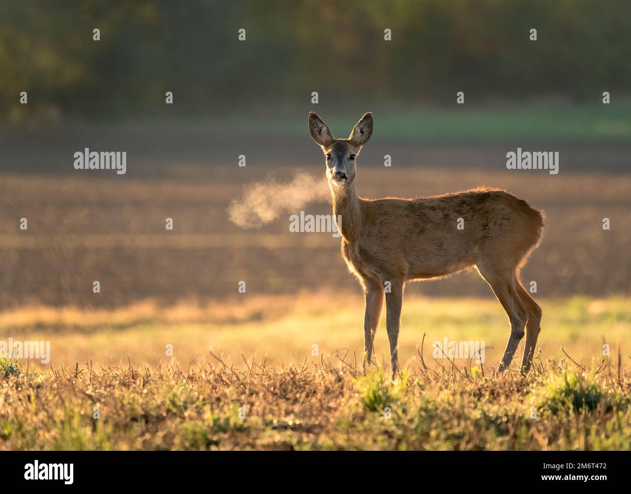Innocent roe deer, capreolus capreolus, doe facing camera on meadow early in the summer morning with green grass wet from dew an Stock Photo