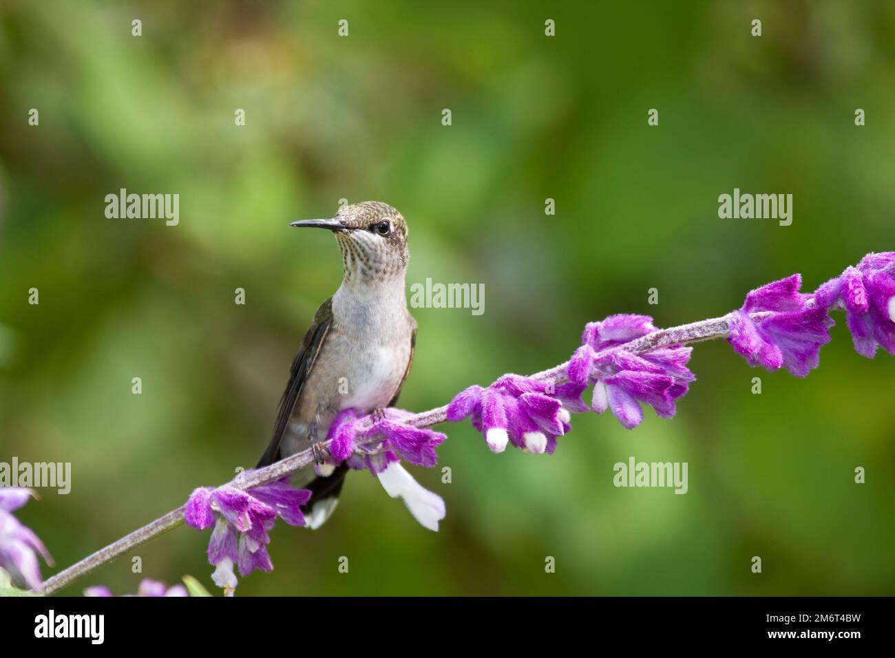 01162-12204 Ruby-throated Hummingbird (Archilochus colubris) immature ...