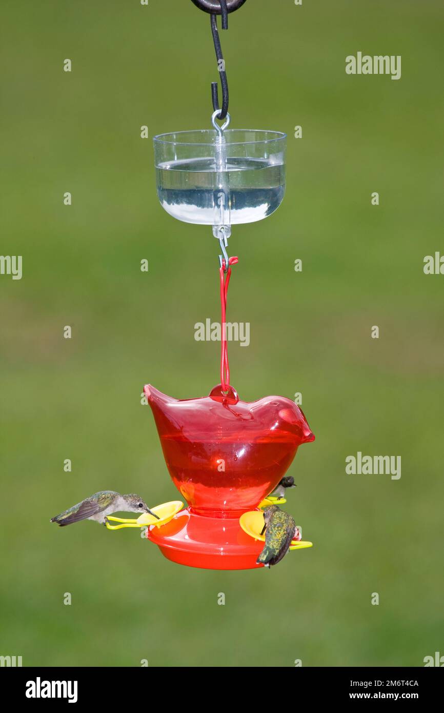 Nectar protector on hummingbird feeder hires stock photography and