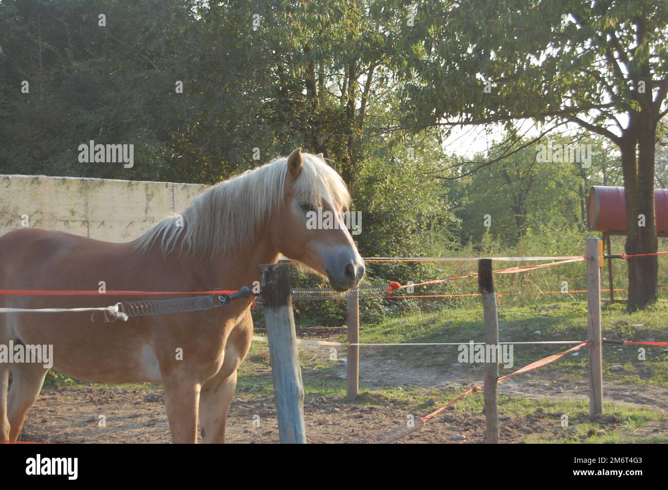 Cavalli nel recinto - Horses in the paddock Stock Photo