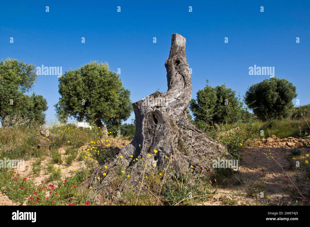 Olive tree stump, Dead olive tree in an olive grove, Calaceite