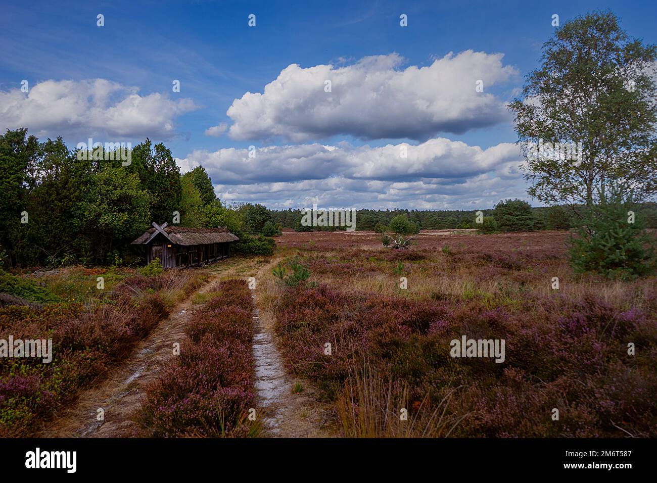 Luneburger heide nature park hi-res stock photography and images - Alamy