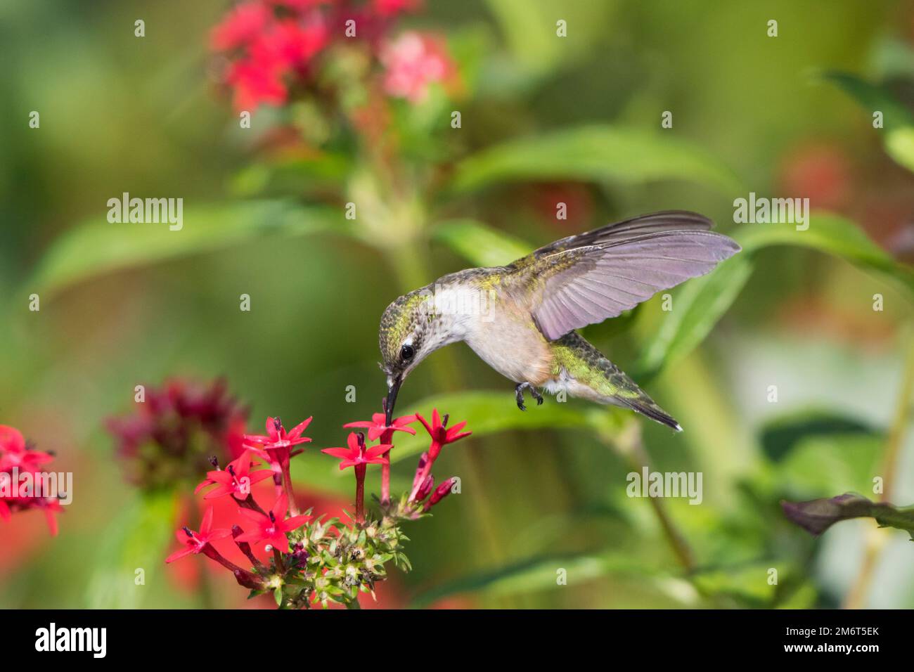 01162-14612 Ruby-throated Hummingbird (Archilochus colubris) at Red Pentas (Penta lanceolata) in Marion County, IL Stock Photo