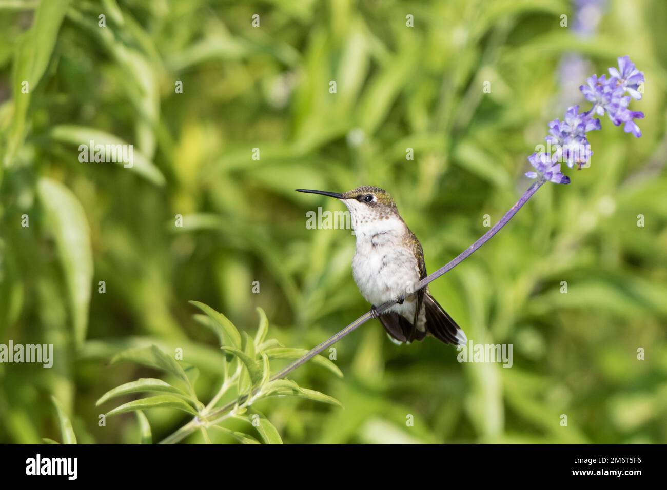 01162-14705 Ruby-throated Hummingbird (Archilochus colubris) at Victoria Blue Salvia (Salvia farinacea) in Marion County, IL Stock Photo