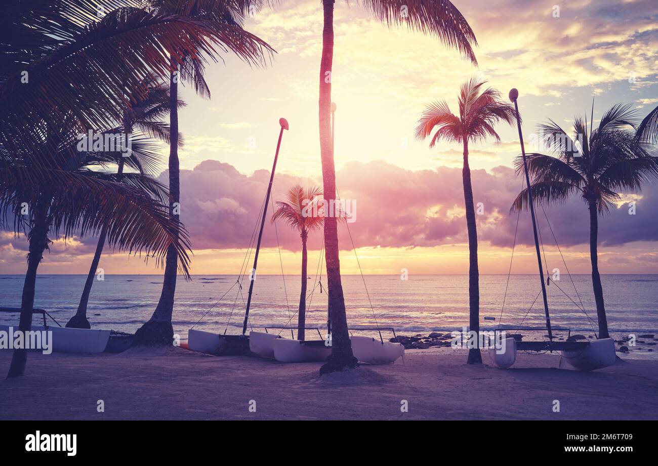 Small Palm Trees Sunset 165,600+ Palm Tree Sunset Stock Photos,