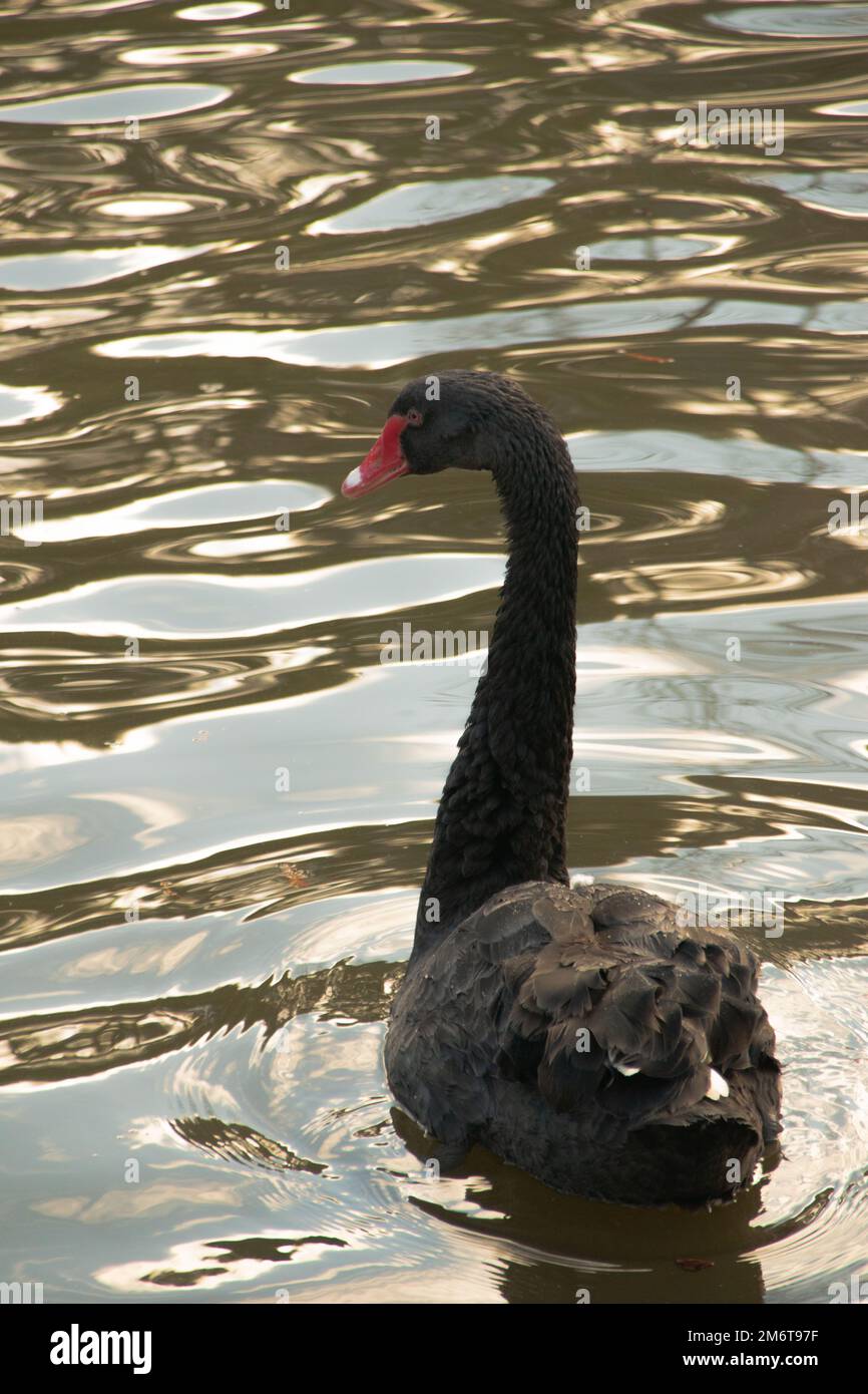 A vertical shot of the black swan swimming in the water Stock Photo - Alamy