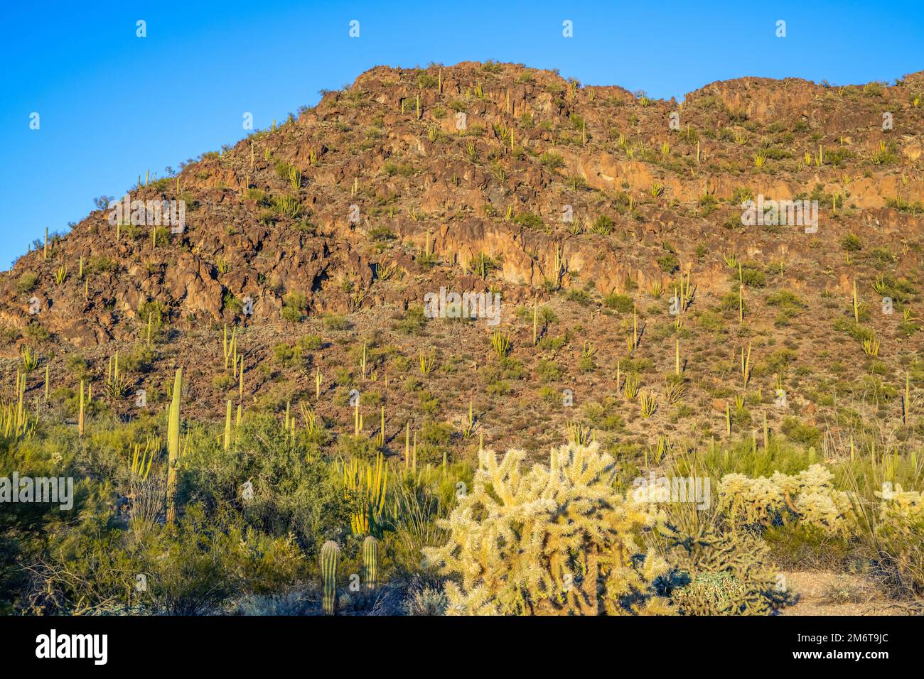 An overlooking view of Organ Pipe Cactus NM, Arizona Stock Photo