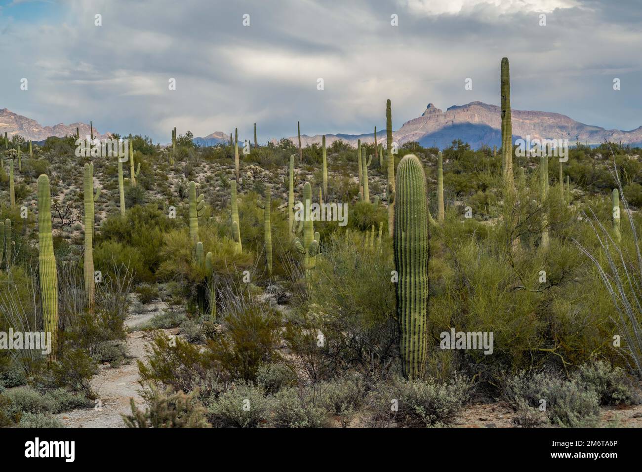 An overlooking view of Organ Pipe Cactus NM, Arizona Stock Photo