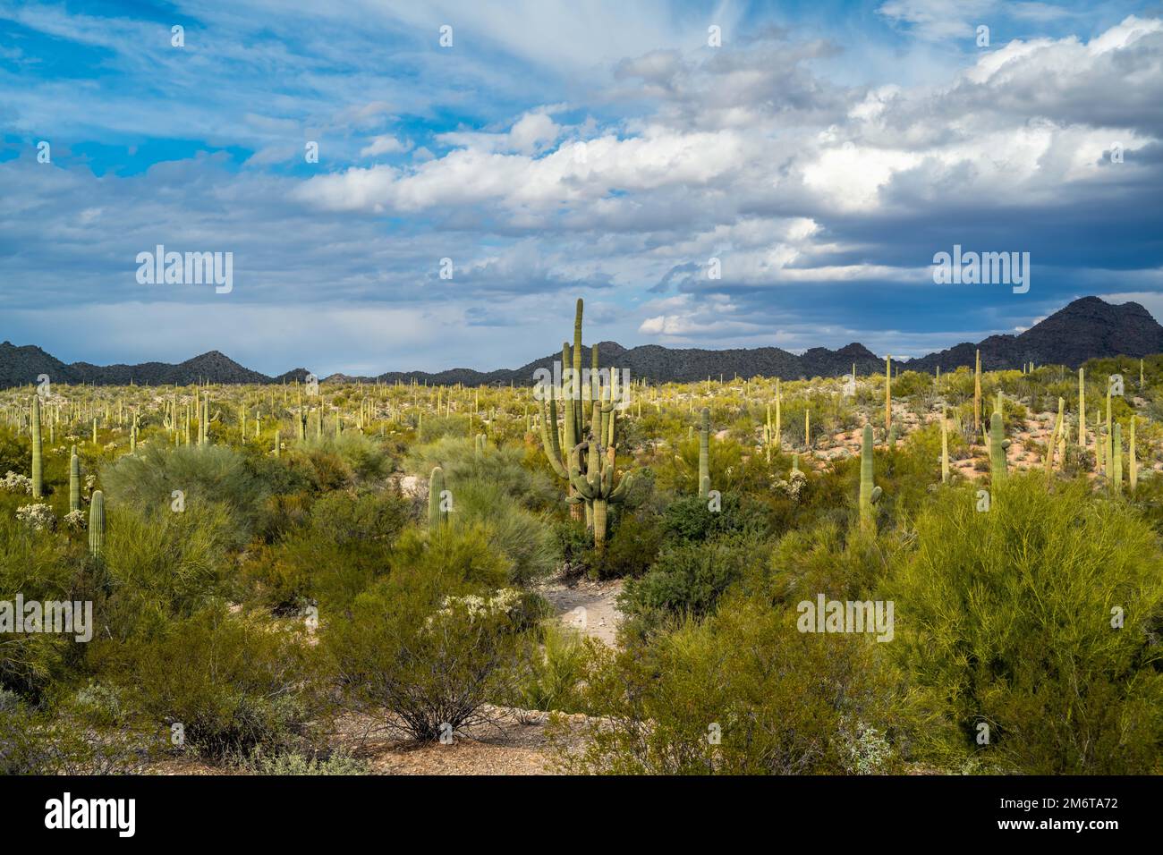 An overlooking view of Organ Pipe Cactus NM, Arizona Stock Photo